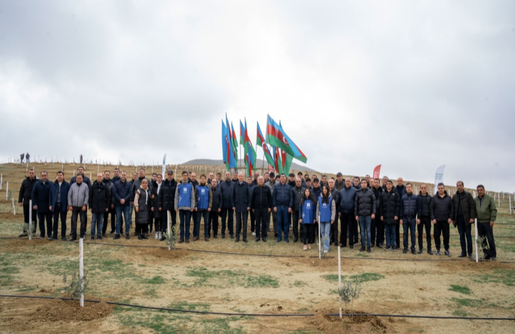 Ağacəkmə aksiyaları davam edir