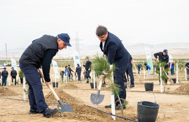 Ağacəkmə aksiyası keçirilib