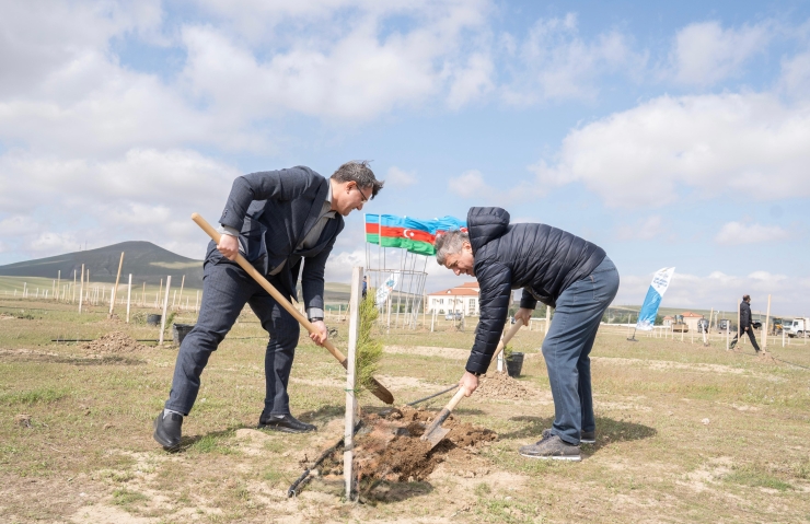 Ağacəkmə aksiyası keçirilib