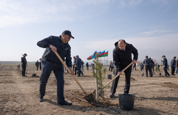 “Şəhərsalma və Memarlıq İli” çərçivəsində növbəti ağacəkmə aksiyası keçirilib